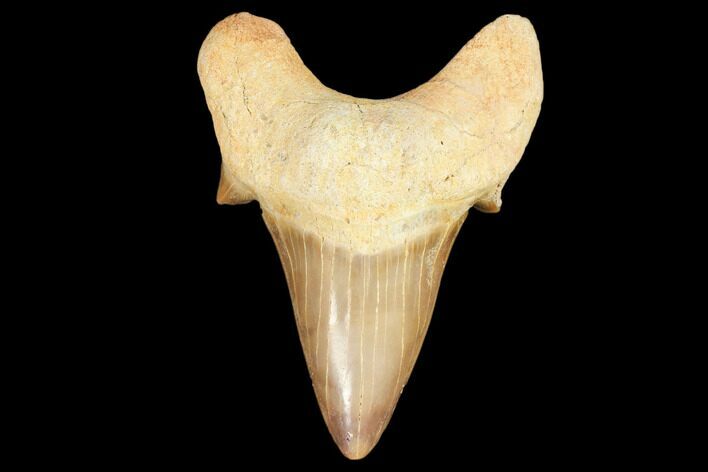 Fossil Shark Tooth (Otodus) - Morocco #103296